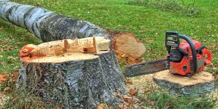 How Our Tree Care Process Works  in  West Chester, PA