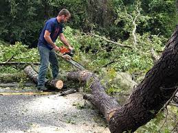 Best Stump Grinding and Removal  in West Chester, PA
