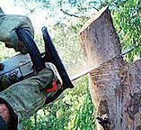 Best Tree and Shrub Care  in West Chester, PA