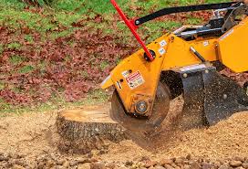 Professional Tree Care in West Chester, PA