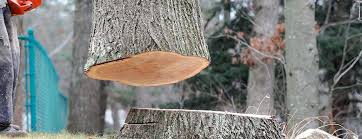 Best Tree Trimming and Pruning  in West Chester, PA