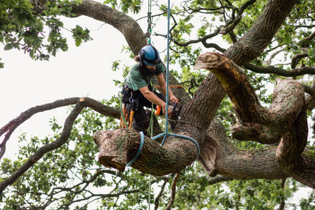 Best Hazardous Tree Removal  in West Chester, PA