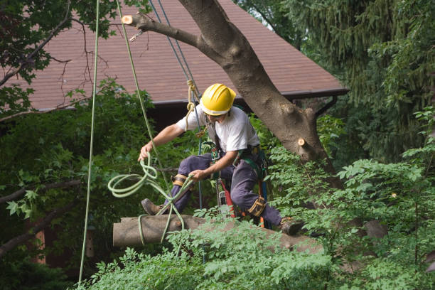 Best Tree Cabling and Bracing  in West Chester, PA