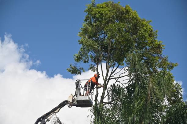 Best Tree Maintenance Programs  in West Chester, PA
