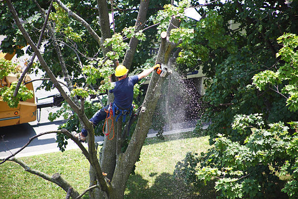 Best Seasonal Cleanup (Spring/Fall)  in West Chester, PA