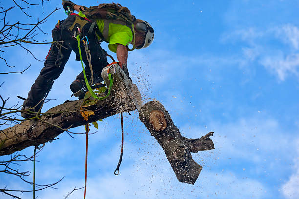 Best Tree Risk Assessment  in West Chester, PA