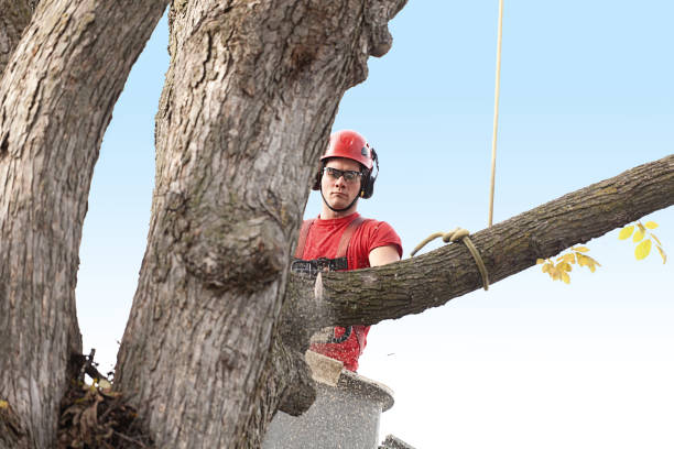 Best Palm Tree Trimming  in West Chester, PA